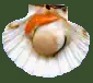 Jakobsmuschel, Coquille Saint-Jacques