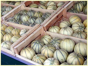 provenzalische Küche - Melon de Cavaillon - Spezialitäten der Provence