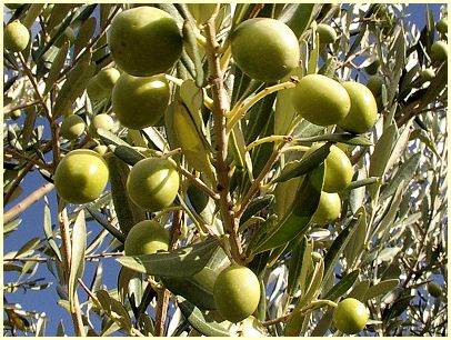 provenzalische Küche - Tanche Oliven - Spezialitäten der Provence