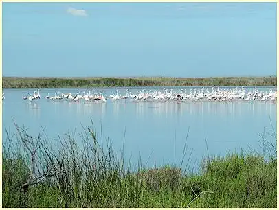 Provence Rosaflamingos Naturpark Camargue