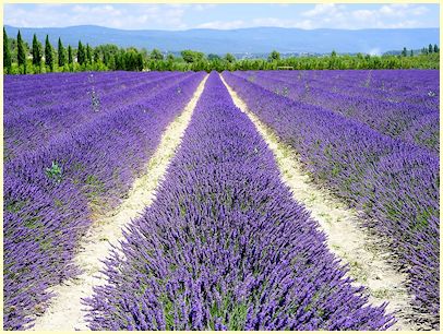 Provence Lavendel Route