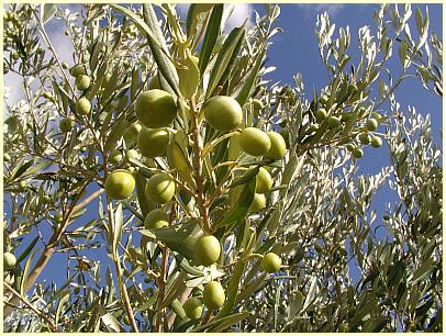 La Tanche - schwarze Oliven aus Nyons
