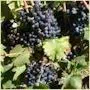 Wein