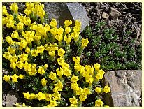 Blumen am Col d'Allos