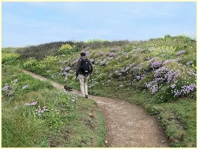 Heidenelken säumen den Wanderweg