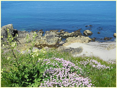 Pointe de Corsen - Küste mit Grasnelken