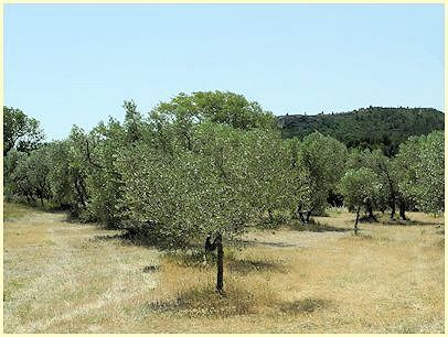 Naturpark Alpilles Olivenbäume