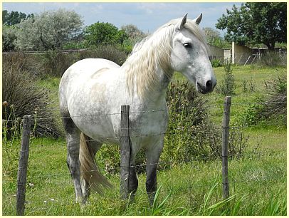 weißes Pferd in der Camargue