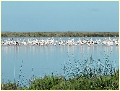 Naturpark Camargue - rosa Flamingos im See Étang de Vaccarès