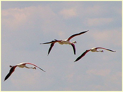 Naturpark Camargue - rosa Flamingos