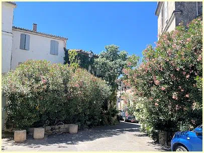 Fontvieille - Gasse mit blühenden Oleanderbüschen