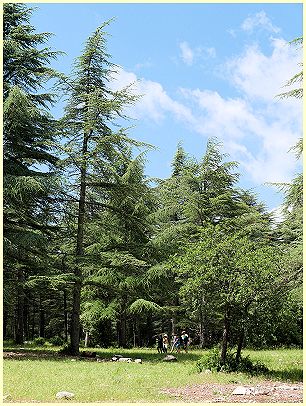 Naturpark Luberon - mächtiger Baumstamm Forêt des Cèdres