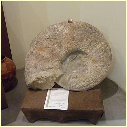 Musée de l'Oliviers - bei Nyons/Venterol gefundener Ammonit