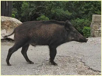 Wildschwein Parkplatz Rocher du Cire - Schlucht Gorges de la Nesque
