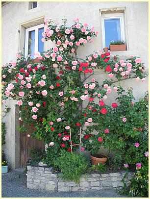 Grignan - blühende Rosen an einer Hausfassade
