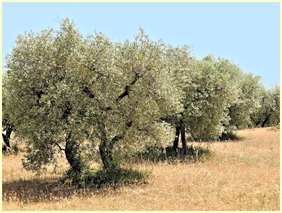 Maussane-les-Alpilles - Olivenbäume